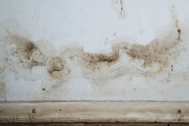 Best Black Mold Removal  in Los Ranchos, CA